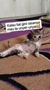 43K views · 903 reactions | Liat bocil gini rasanya mau diunyel-unyel | Pecinta Kucing Kucing Jalanan | Facebook