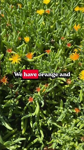 Ice Plants - Get out and get gardening!