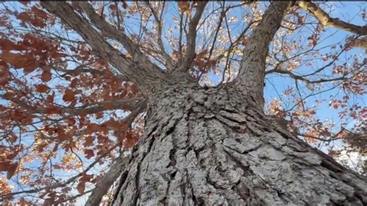 Online rumors claim extreme cold causes trees to explode, but experts say the truth is less dramatic. | FOX6 News Milwaukee