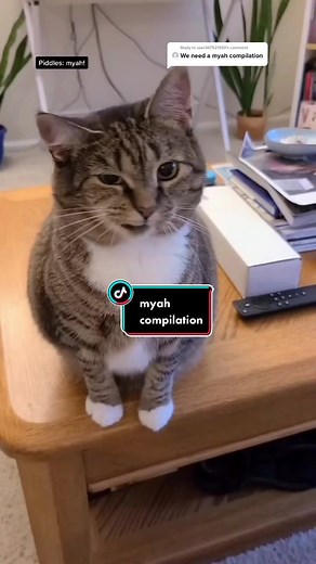 Dusty Douglas Cat Duet Compilation