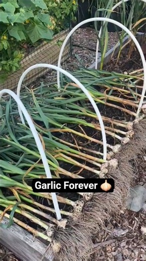 Garlic Forever