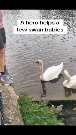 A hero helps a few swan babies over the edge so they can reach the water and reunite with their parents.