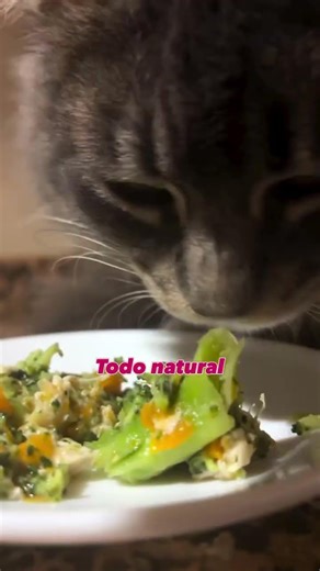 Cómo cuidar la alimentación para tu gato