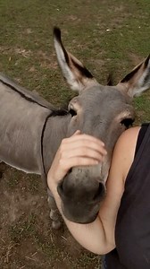 126K views · 5.6K reactions | This donkey just wants to love and be loved!❤️ ViralHog | MetDaan Animals | Facebook