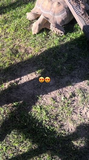 Luis guerrero (@joseluisguerrero10)’s videos with Teenage Mutant Ninja Turtles Cartoon - Main Theme - Geek Music