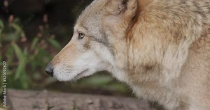 Wolf (Canis lupus), also known as the gray wolf is the largest extant member of the family Canidae. Wolves are the largest wild member of the dog family.