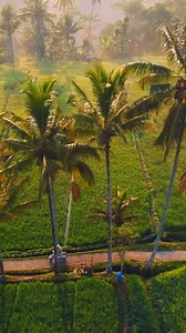 The ancient irrigation system that shaped a landscape 💧 In the 9th century, Balinese farmers developed the unique Subak irrigation system, allowing farmers to stretch their limited water supply. To grow rice, paddy fields need to be flooded, so farmers often shape their fields into rice terraces to retain water. But it was over 1000 years ago that farmers in Mancingan village wanted to increase production for a growing population. The result was the Subak irrigation system which starts from a s