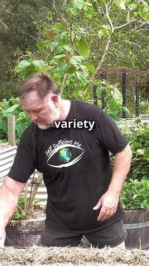 Fantastic garlic chives grow all year round