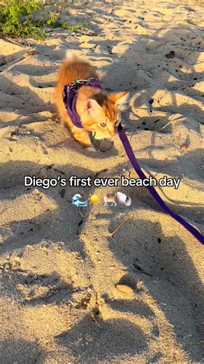 Diego's First Beach Day: A Kitten's Adventure