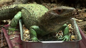 Caiman lizard,Dracaena guianensis , The Northern Caiman Lizard i