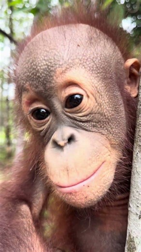 Mutterlos auf einer Plantage gefunden...