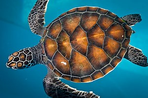 Sea Turtle Conservation in the Maldives