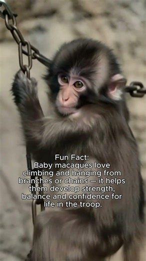 Baby Punch Hanging on a Chain Like a Little Acrobat 🐒 So Playful!