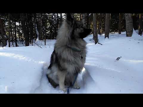 Keeshond barking (different levels)