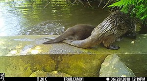 Squeeee, Squeeee! The chirpy sound of little otters everywhere. If you like this video, be sure to sign up on our website for our newsletters...lots of info and videos there too! | The River Otter Ecology Project