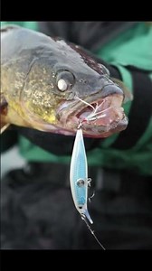Top 5 best baits pt3 #viral