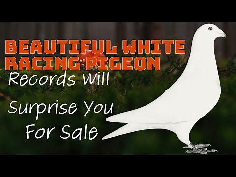 Amazing White Racing Pigeon With Surprising Track Records For Sale In Excelsior Pigeons Auction