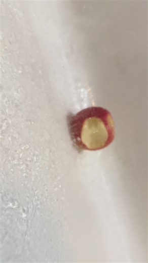 Bitten but don’t let me drown #apple #corecore