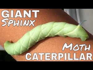GIANT ash sphinx moth and caterpillar facts