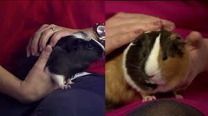 Pet of the Week – Calista and Melissa