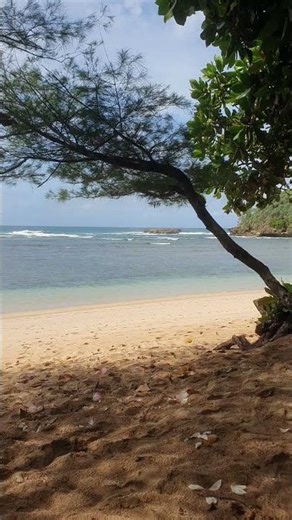 beautiful beach in java indonesia #beach #sand #bali #nature #freshair #bunga