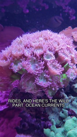 This volcano secretly rescued a dying reef.