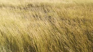 Wild Field Sways Wind Stock Footage Video (100% Royalty-free) 1104650875 | Shutterstock