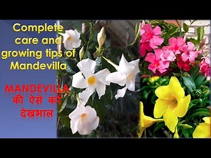 Care of Mandevilla Plant, Complete care and growing tips of Mandevilla,फूलों से भरा रहेगा