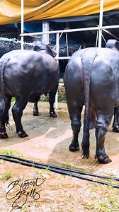 2.3M views · 10K reactions | Hefty bulls getting showered at Taz Cattle Ranch | Biggest Bulls Photography | Facebook