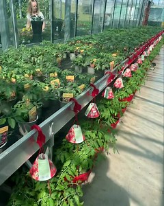 2.6K views · 14 reactions | Biggest range of Tomato plants now in...