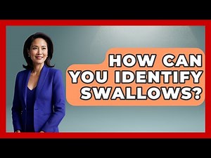 How Can You Identify Swallows? - Bird Watching Diaries