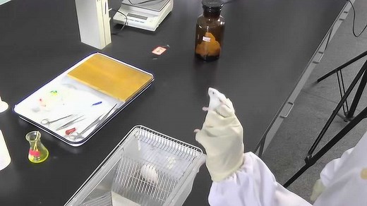 小鼠性别的鉴定