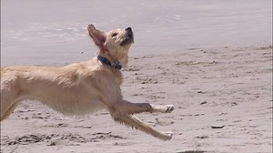 203K views · 6K reactions | Close is good. And we’re so close! Help us reach our goal of 2.5 million signatures to ban cosmetic animal testing. We’ve ALMOST got it! | The Body Shop | Facebook