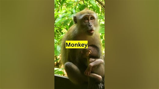 Human X Animals #short