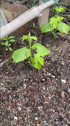 ゴーヤの苗を植えた🌱どこまで育つ!?2週間経過