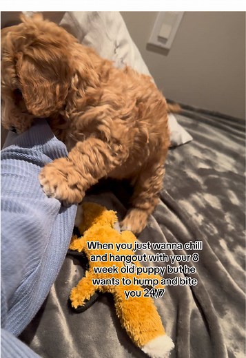 Charliethecockapoo on TikTok