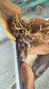 Japan G and Demon Boxer Mantis Feeding And Update❤️ ⚠️VIEWERS DISCRETION IS ADVISED⚠️ #theexoshortofficial #Theexoshort #exoticpetsofexoshort #JapanG #Mantis #Exotic #pets #Animals #hobby #Gagambangjapan #demonboxermantis #Fyp #Trending #Viral #Video #Reels #Shorts #Clips #thankyoumgakaexo | The ExoShort Official