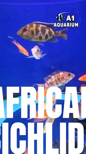 African Cichlids: Big Colour. Big Personality. Big Energy.  These...