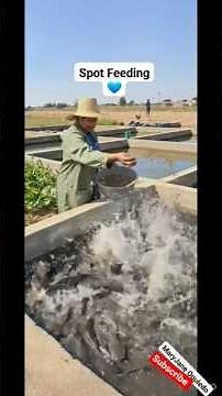 Catfish Agribusiness ... Beginners Guide ✍📌