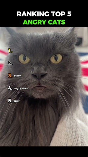 I think cats are programmed to be angry 😡🐱