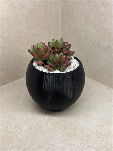Live Succulent With Pot | 3D Printed Planter, Mothers Day Gift - Etsy