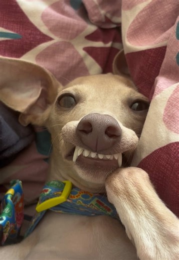 Dog or Gremlin??? 🐶👹 I am actually so unbelievably obsessed with him - the goofy dog of my dreams🤣🤣🤣🤣