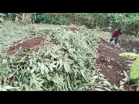 Making charcoal using the pit method #viralvideo #learning #energy #charcoal #trend#motv254