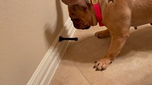 10K views · 1.7K reactions | What does little mill girl Sonya think about a door stop? | Lone Star Dog Ranch & Dog Ranch Rescue | Facebook