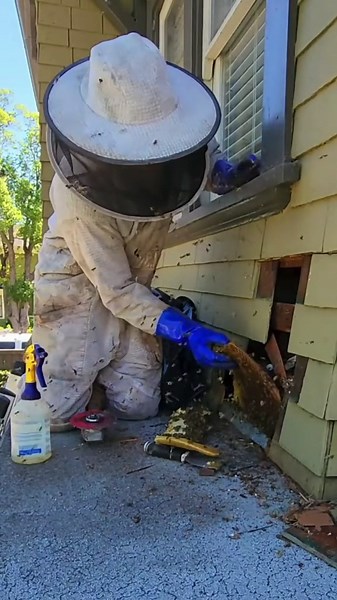 Surprise Beehive Removal: Just How Far Did the Colony Spread?