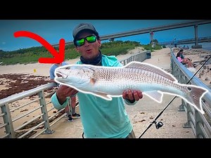 Sebastian Inlet State Park! Fishing with Live Bait 🐟 🎣 (Jacks,Snook,Redfish,Sharks)