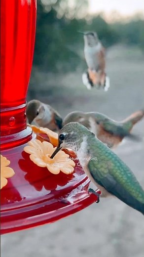 What do hummingbirds sound like?