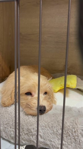 First day #schnoodle #schnauzer #poodle #puppy