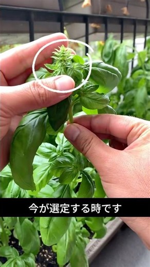 バジルはここで切るとどんどん増えます｜正しい剪定方法