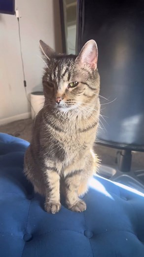 CUTE SLOW BLINKS AND CONVERSATION WITH MY CAT❤️ So Cute ##fyp #sofute #cats #cutecatvideo #sendtomyfollowers #blackbestcatdad #gobestfriend #catconvo #slowblinks